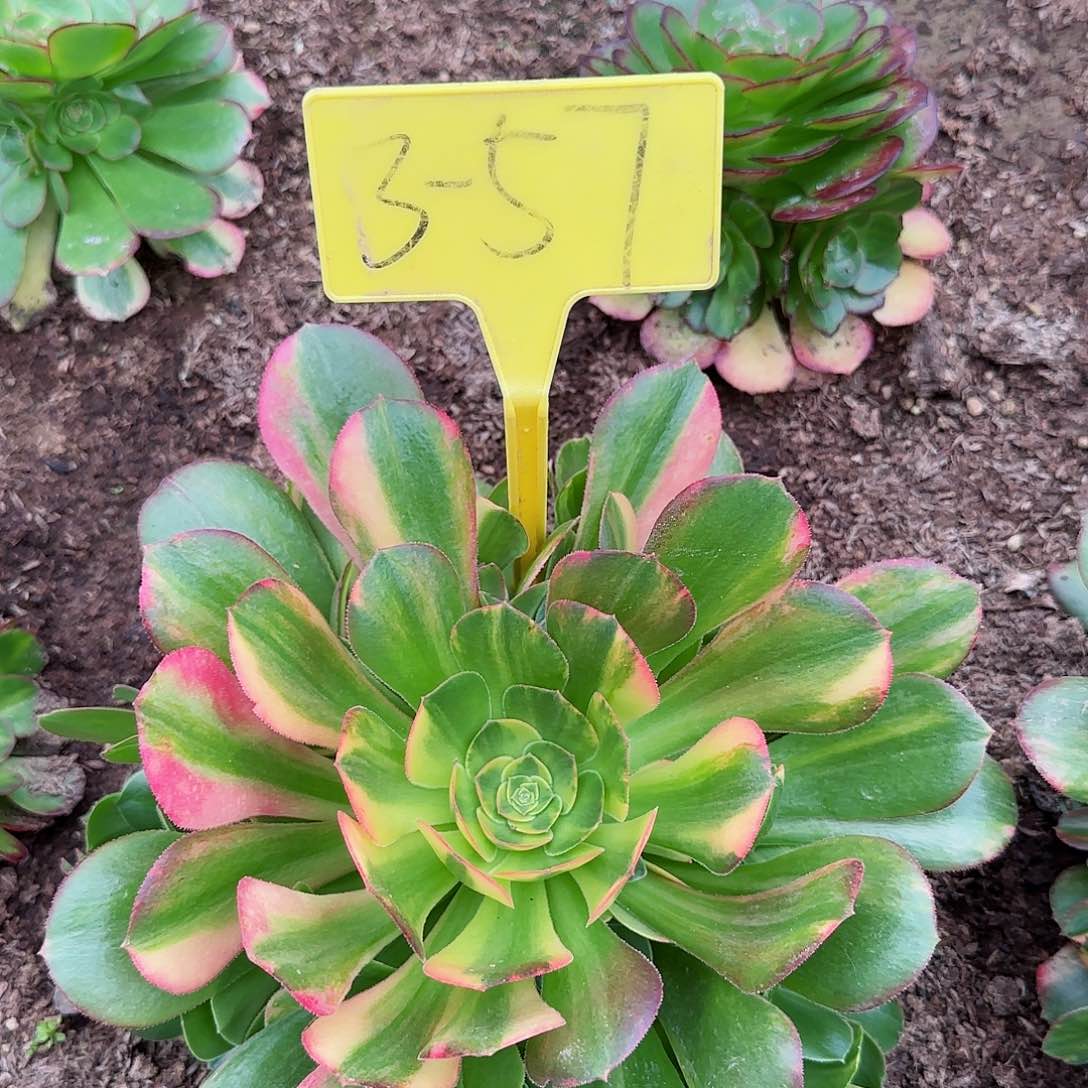 3-57---多头多肉植物邵修七彩多头