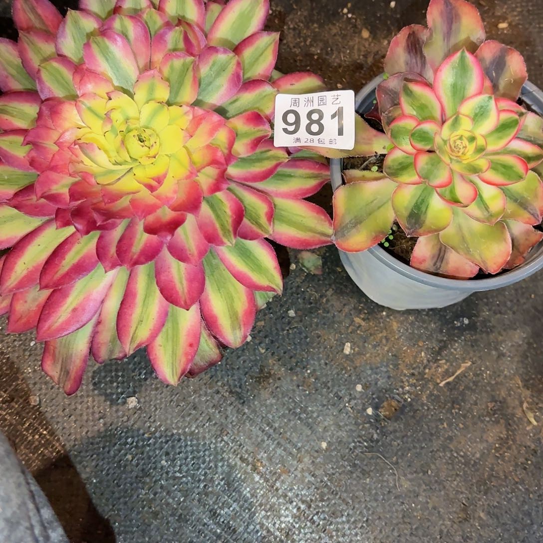 用****1爱丽丝带盆发货981