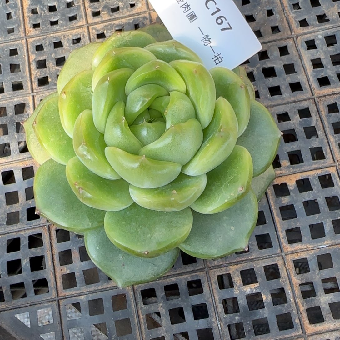 露***路C167翡翠灯         