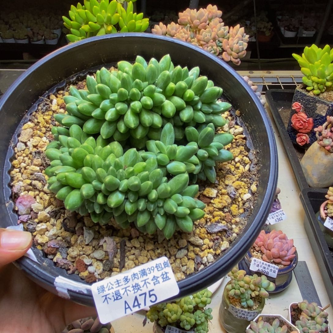 475香蕉树缀多肉10cm