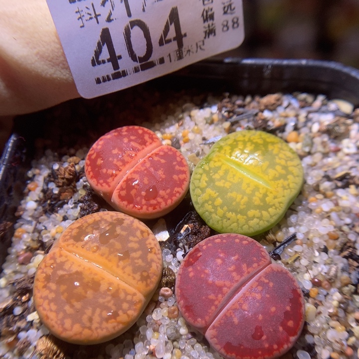 精品生石花217.404