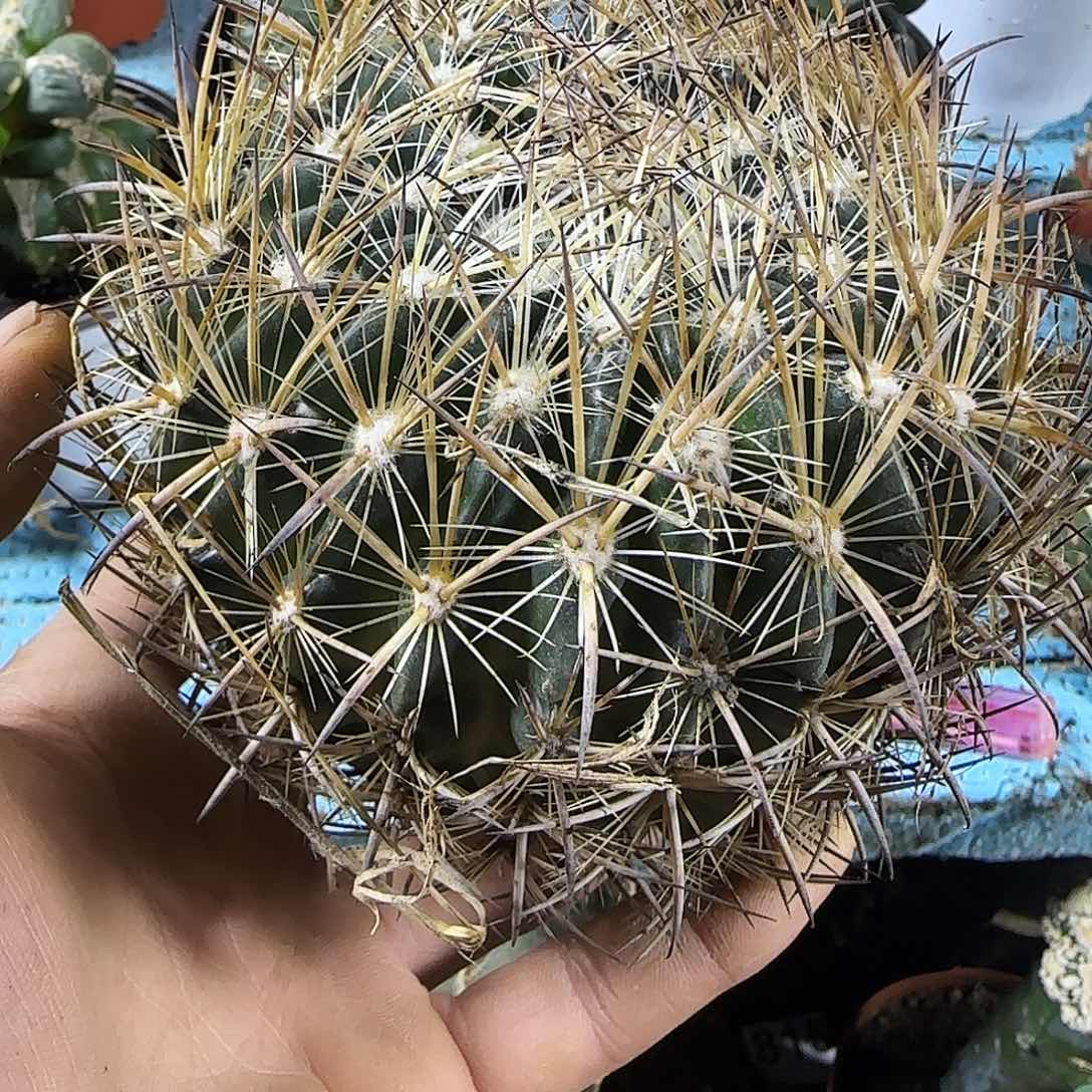 哇***！大虎爪331仙人球开花