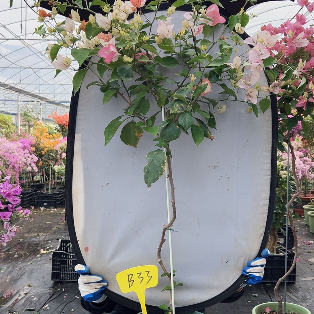 F***范大部分花苞少量开放B33橙口红