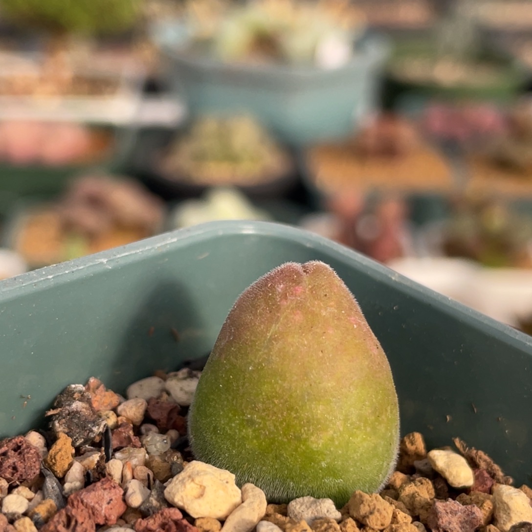 1.8cm宝辉玉园艺带盆5年植物一物一拍