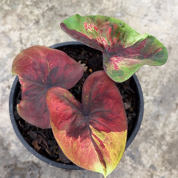 17-1204变异魔广东现货