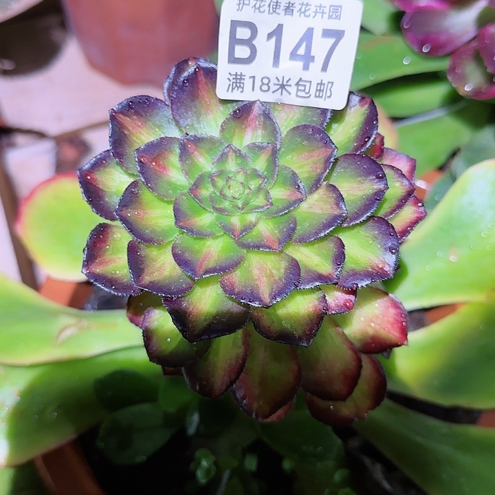 多肉海王七彩朵朵