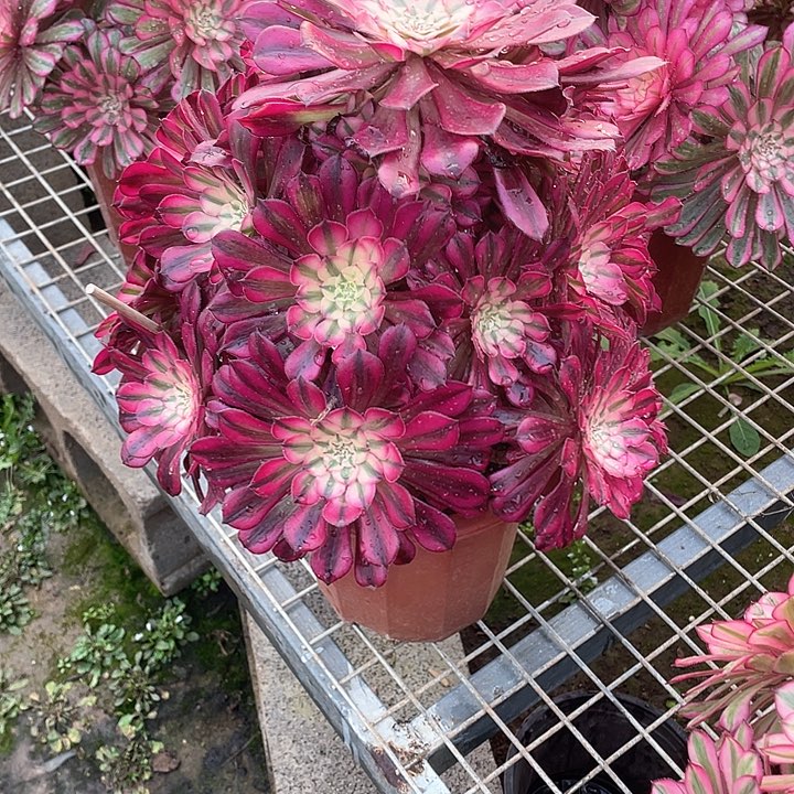 多肉法师多头法师385