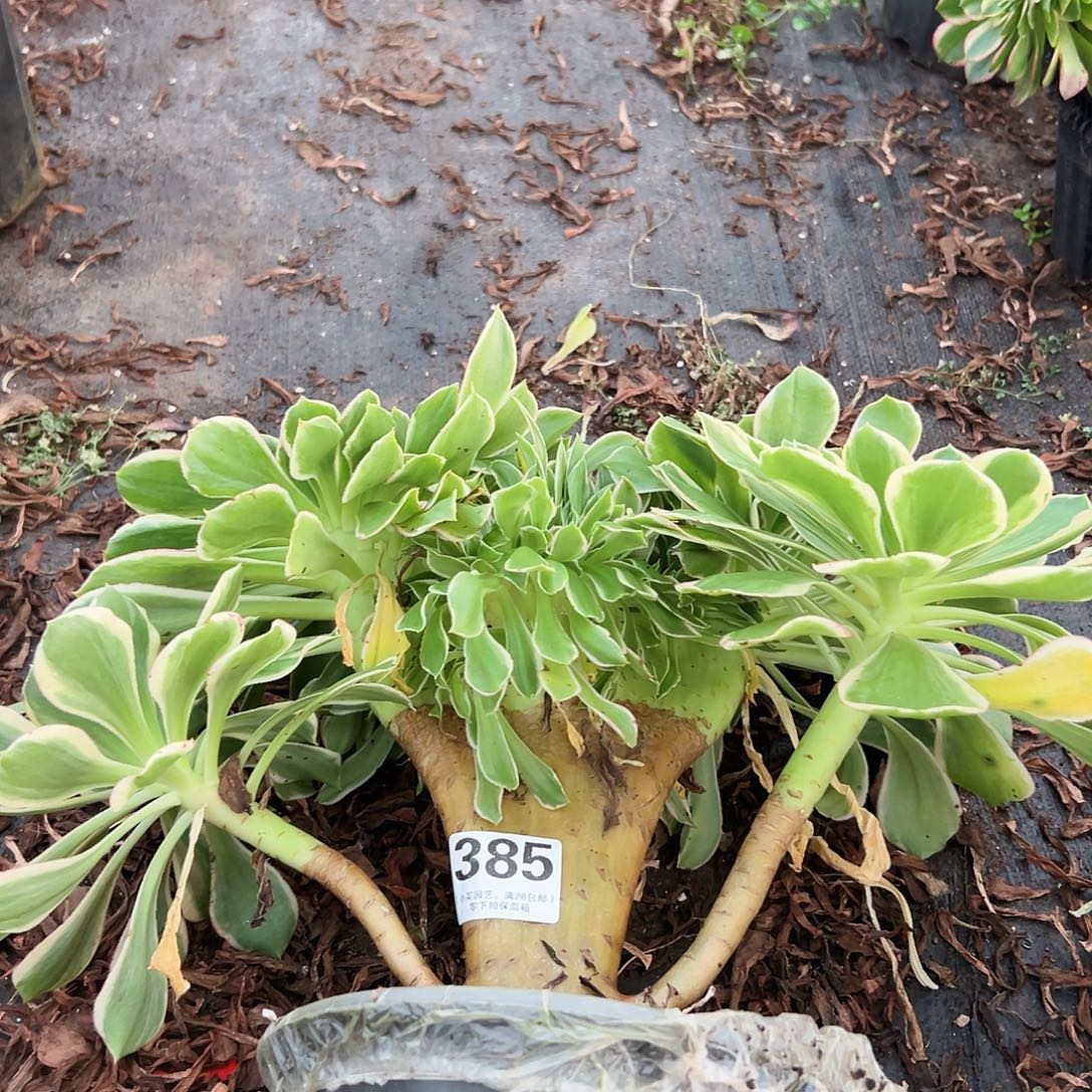 385多肉植物、旅玫瑰锦缀化