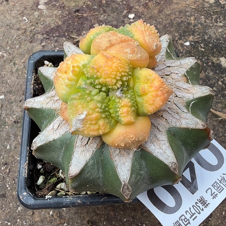 无花朵040珍珠尤哥斯拉牡丹锦东三