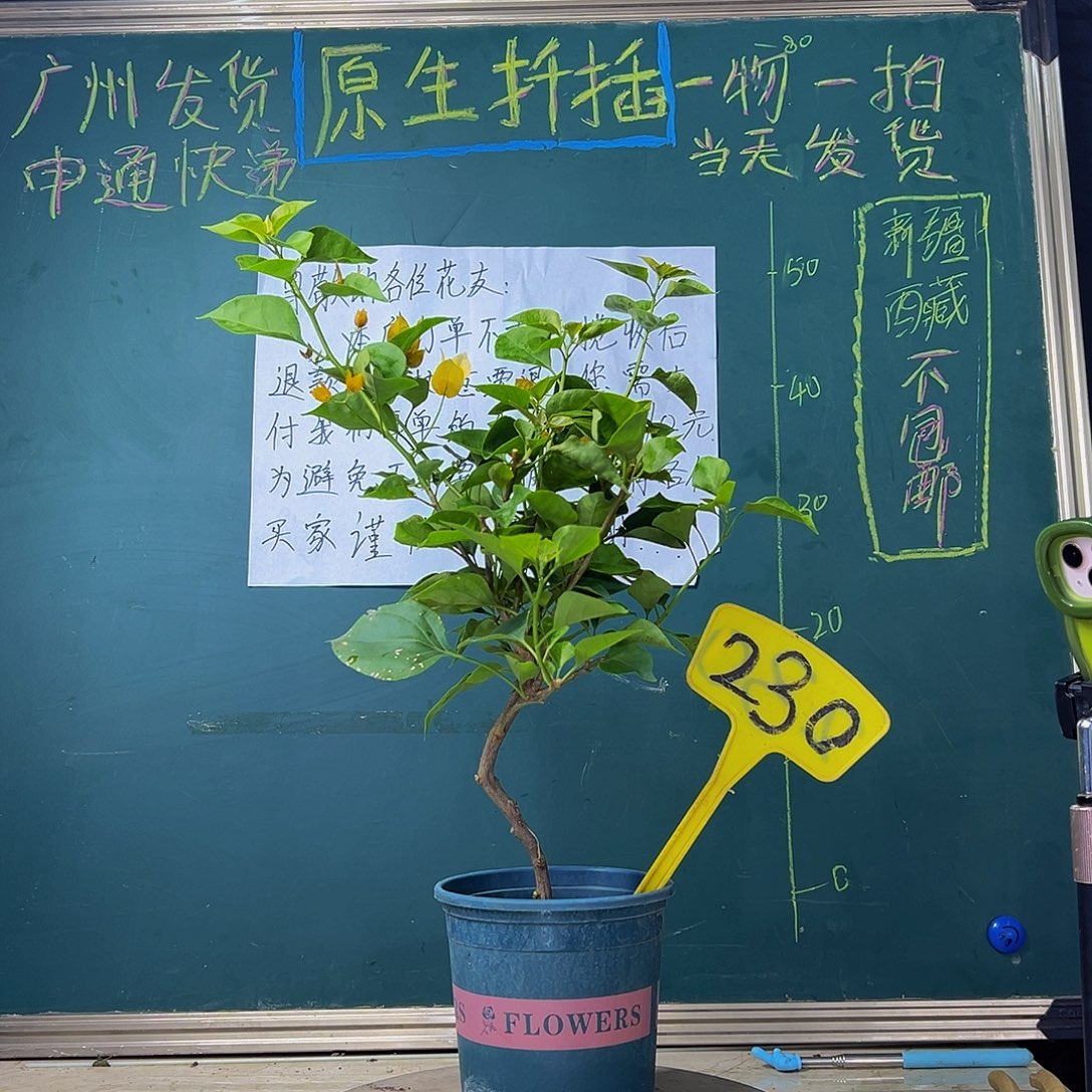 当前无花栽培后可以开花 造型 柠檬黄  230