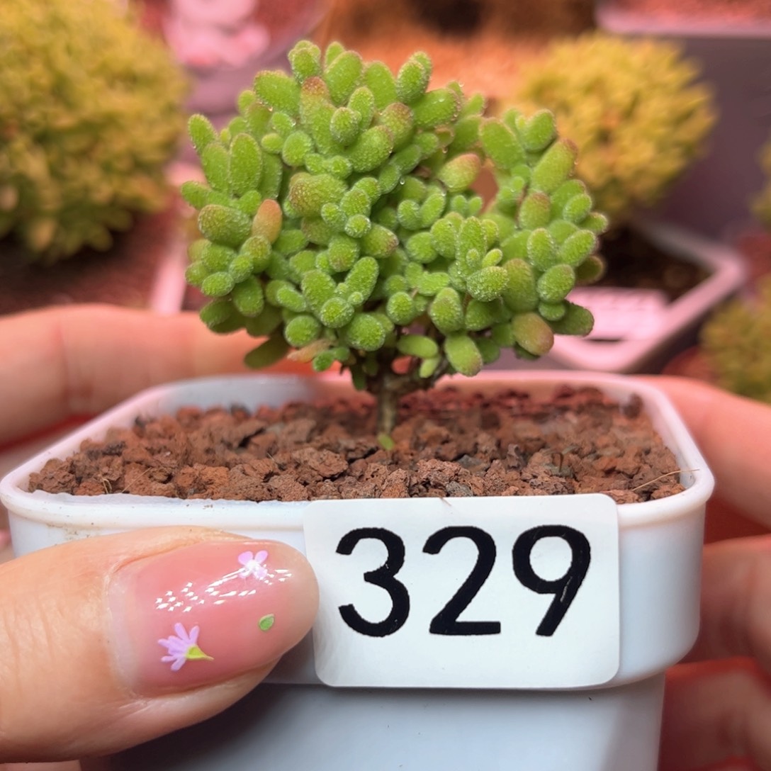 329金桔可爱多肉