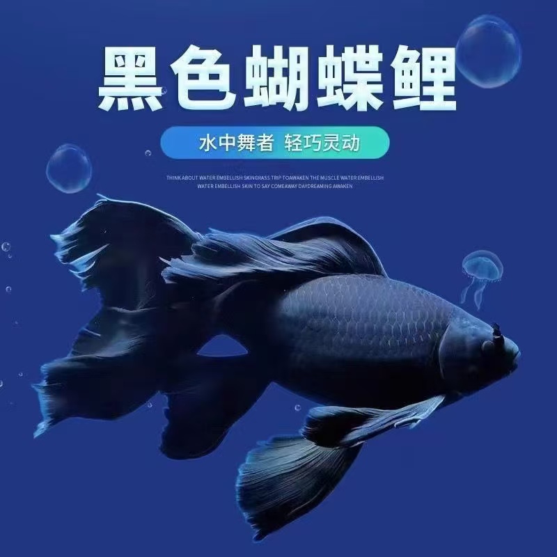 蝴蝶鲤短球精品鱼台系纯种黑色墨蝶观赏鱼养殖饲养活体发货养殖