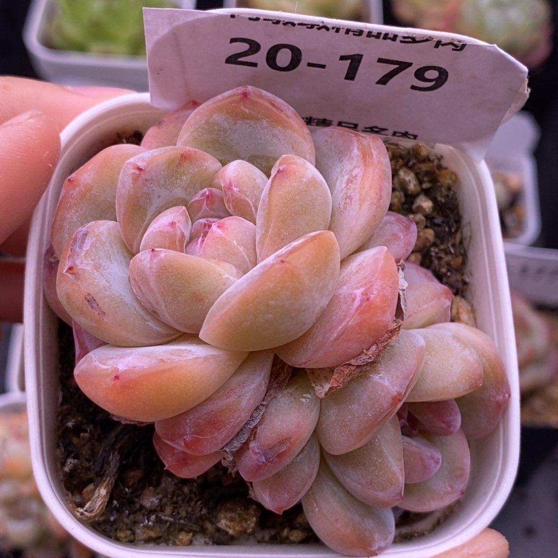 【闪购商品】20-179