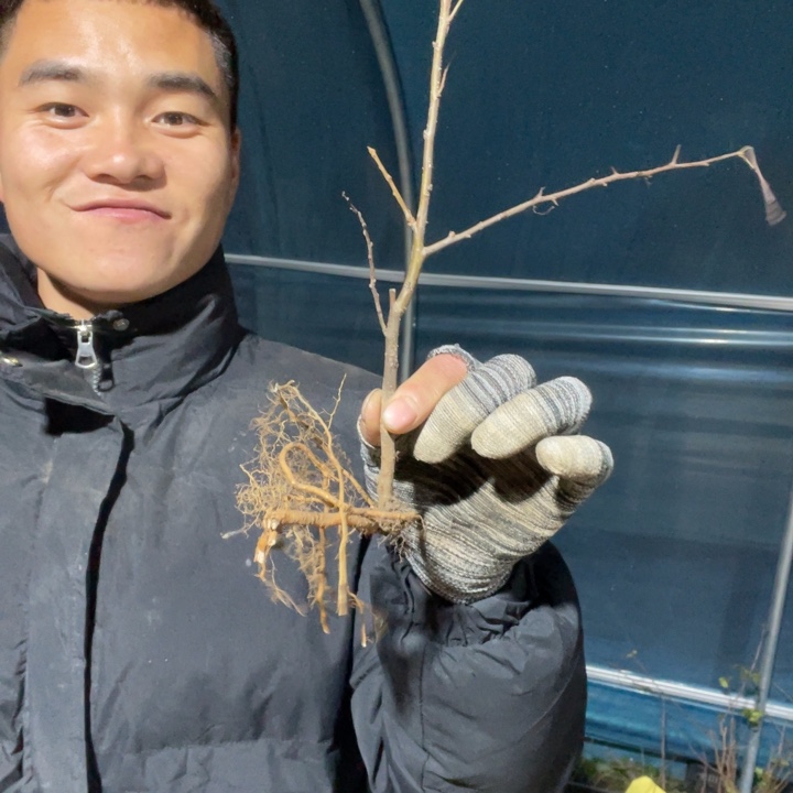 金致殿海棠花一颗苗