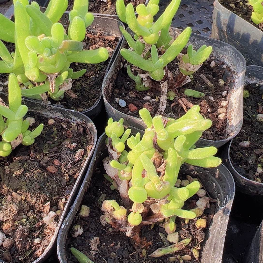 兔子枝干无售后样品