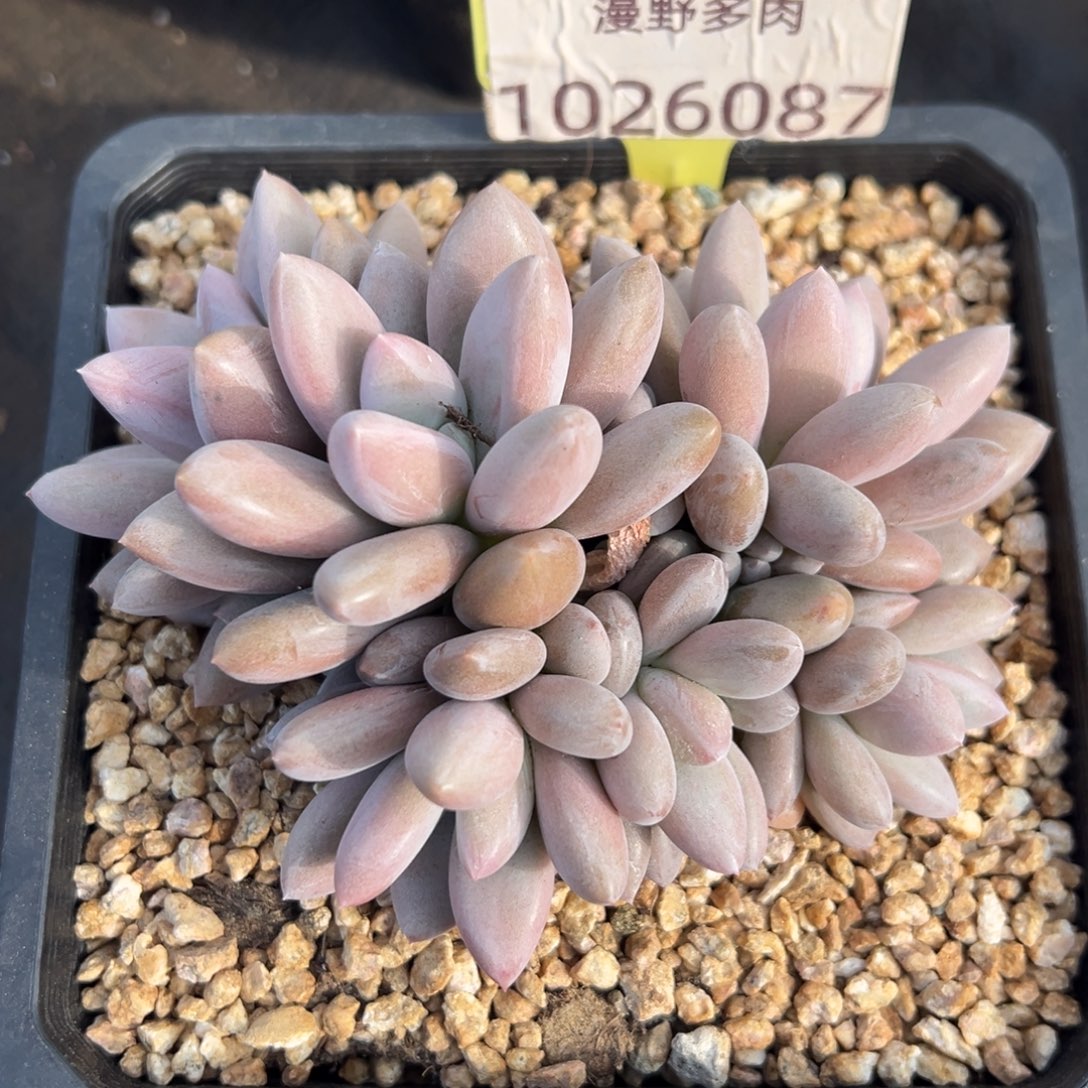 1026087 原始虞美人群生6头