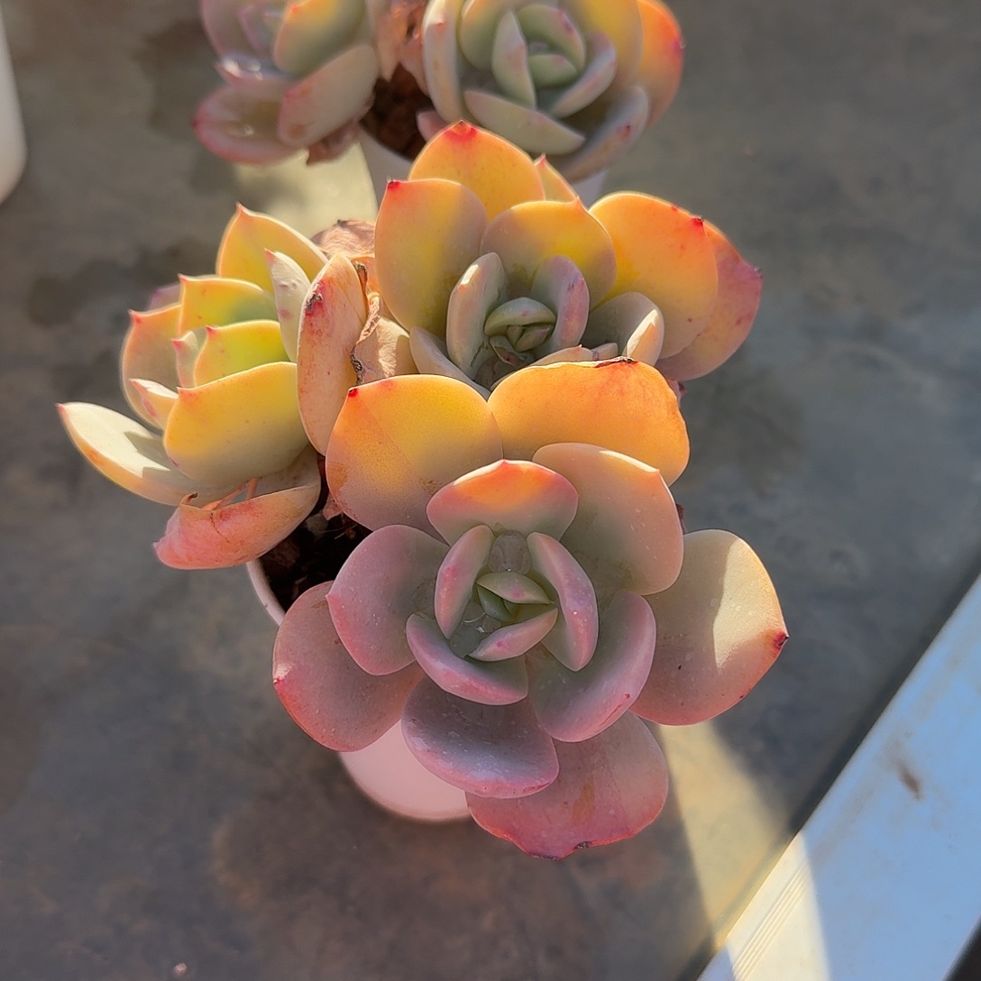 白凤多肉植物两颗