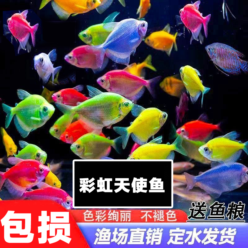 【天使鱼】彩色天使鱼群游热带观赏鱼群游小型鱼活体好养耐活包损