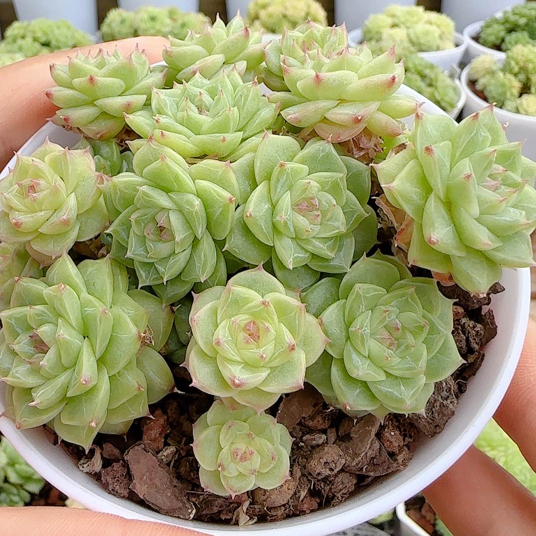 【闪购商品】0705-26钻石纹糖心优选麦杆