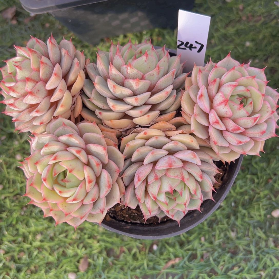 香玉的故事是一个人的