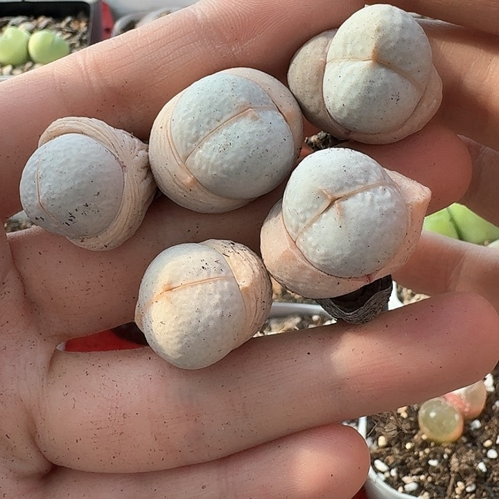 老马生石花高尔夫1020