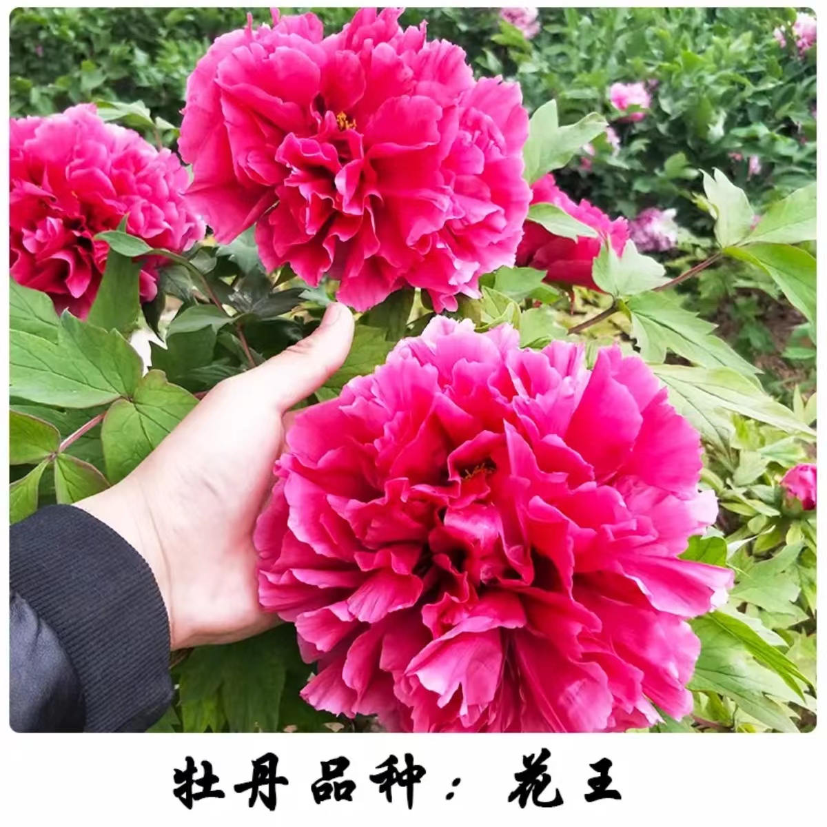 1号链接【花王】洛阳牡丹爆根嫁接苗育苗袋发货品种对版