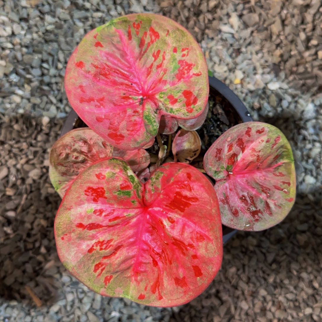 139-0824泰国发货芭提雅