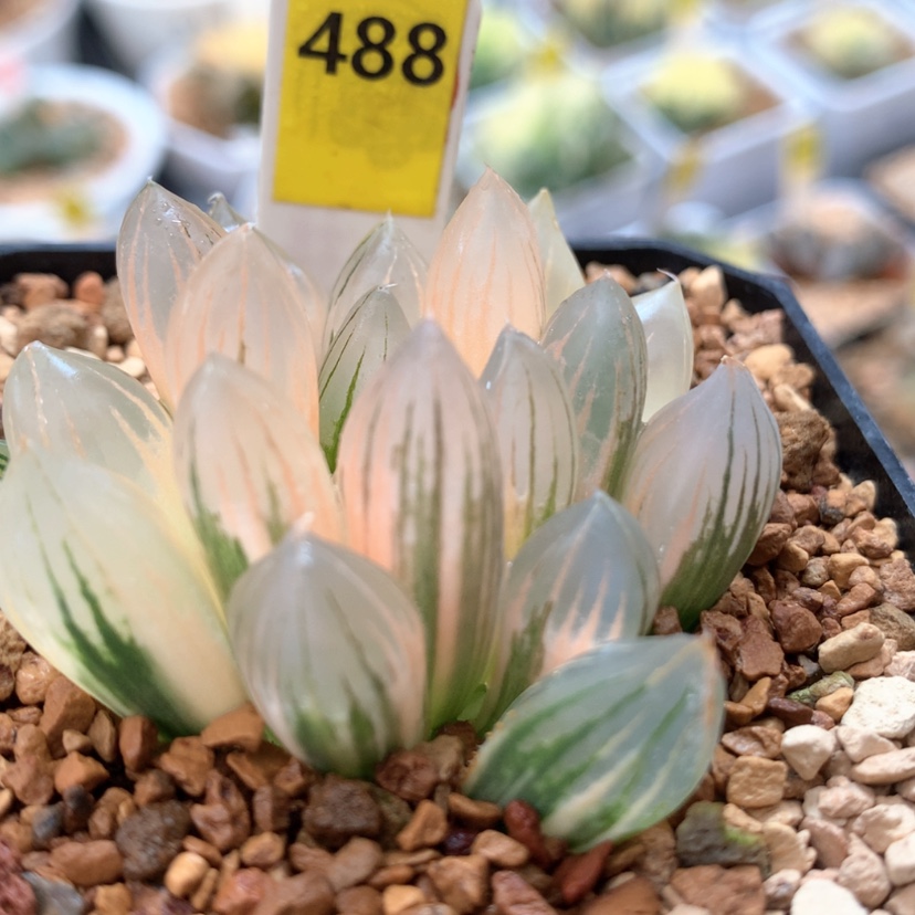 【闪购商品】488霓虹灯玉露