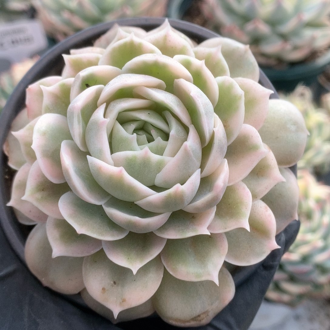 095锦锦锦锦锦锦锦