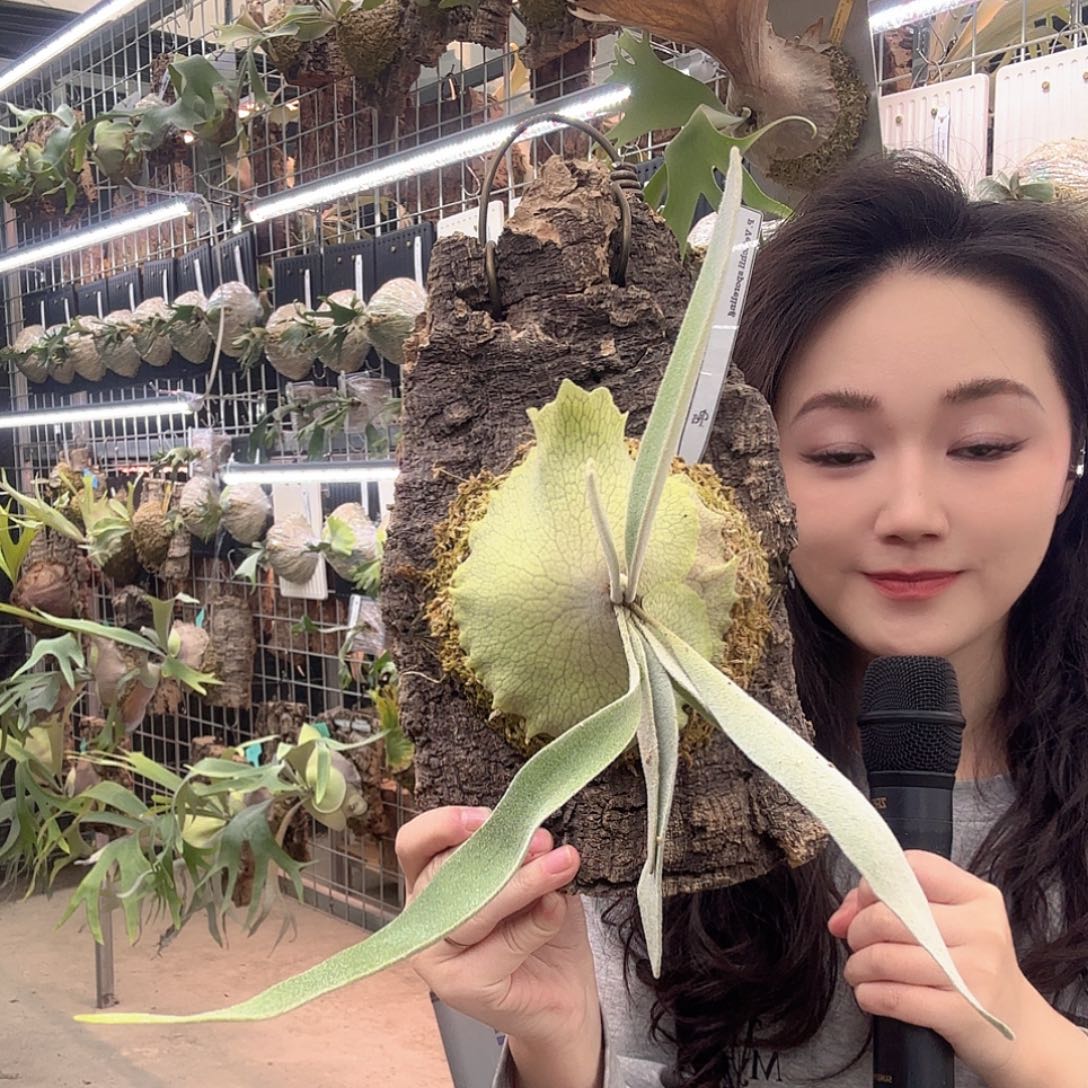 无花朵福利立叶银孢子苗