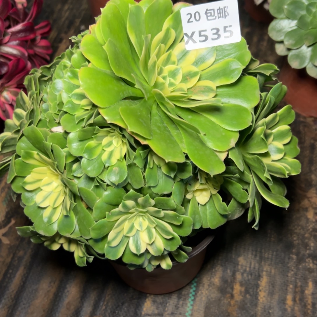 535新尼亚，满20包邮