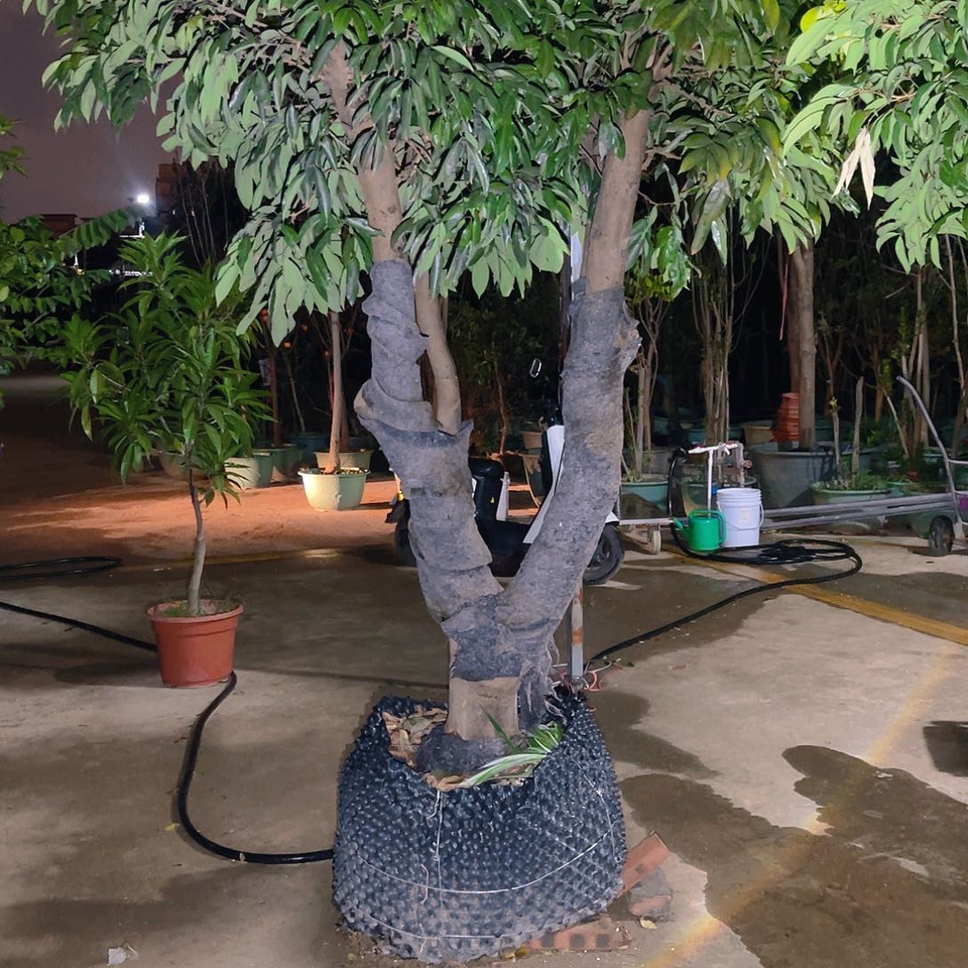 巨***者完全开放果树果树888888