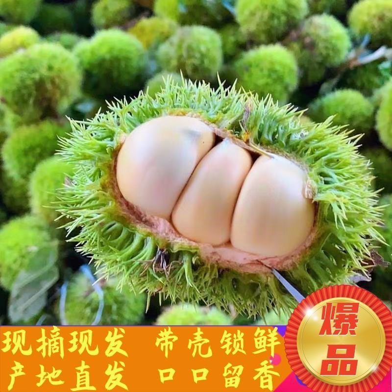 湖北恩施高山板栗 生吃板栗 现摘现发 又香又甜 野生板栗
