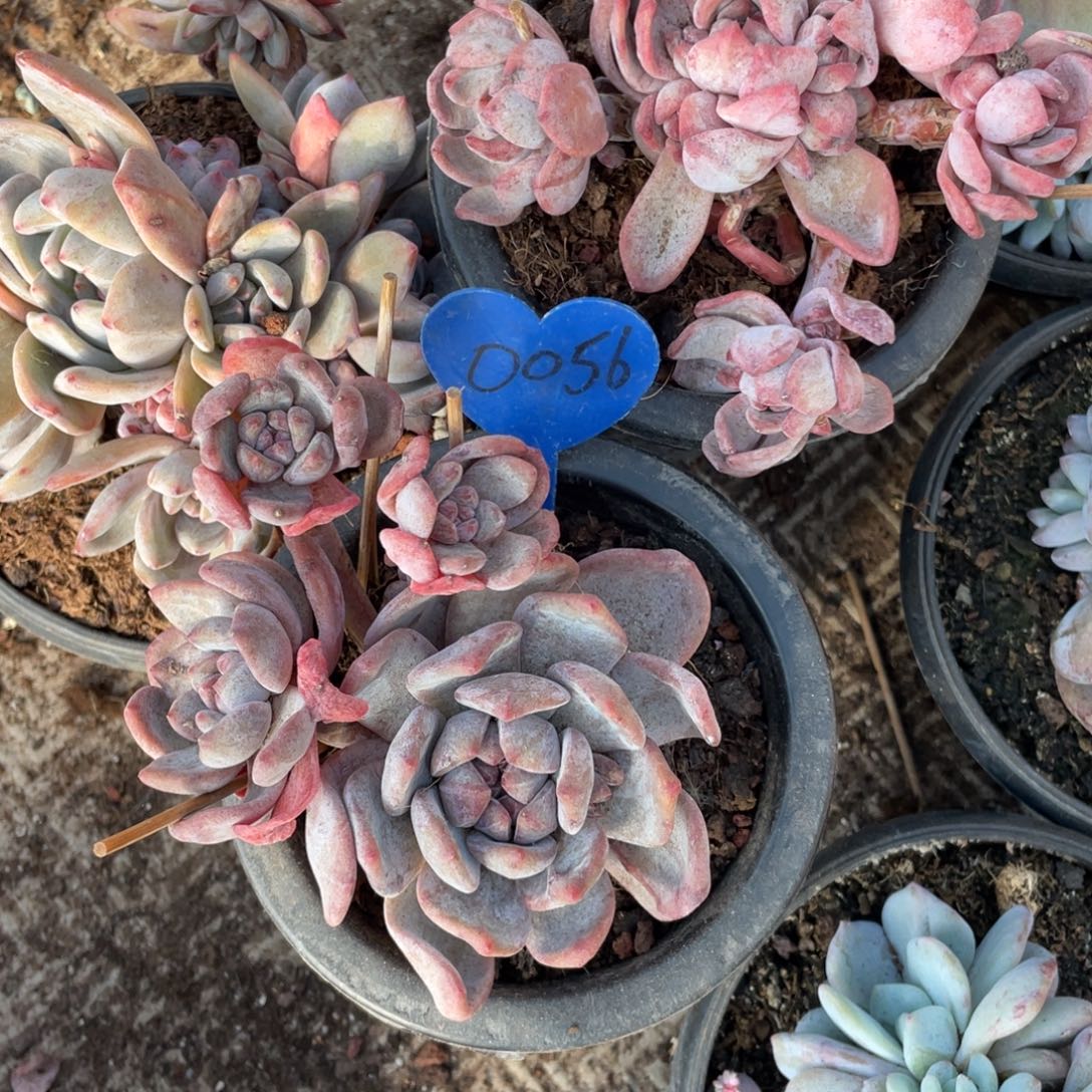 陈***氏星影多头群生三颗0056号