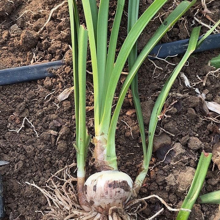 闪亮8号包对版带测