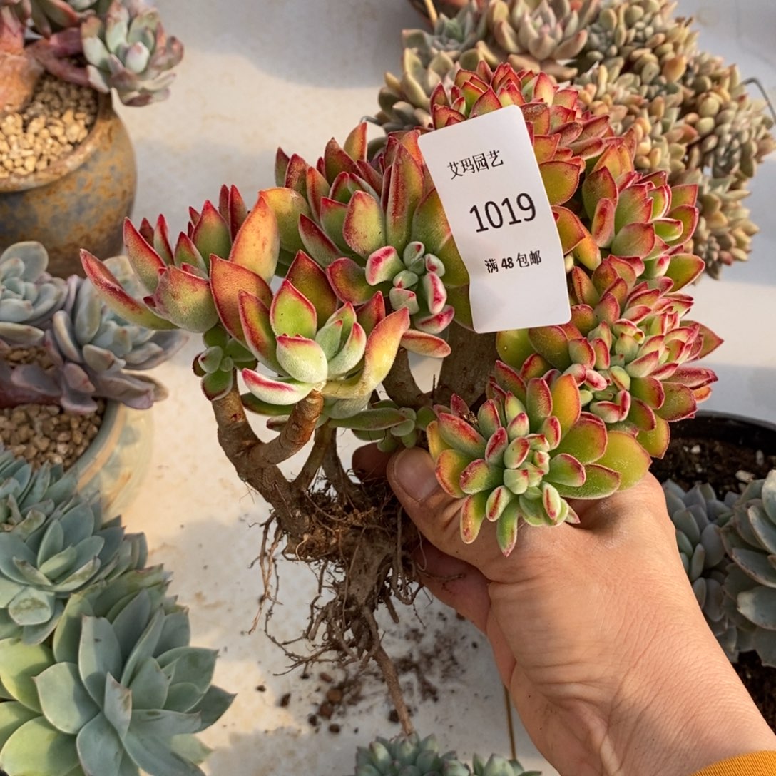 兔儿缀化多肉多肉019