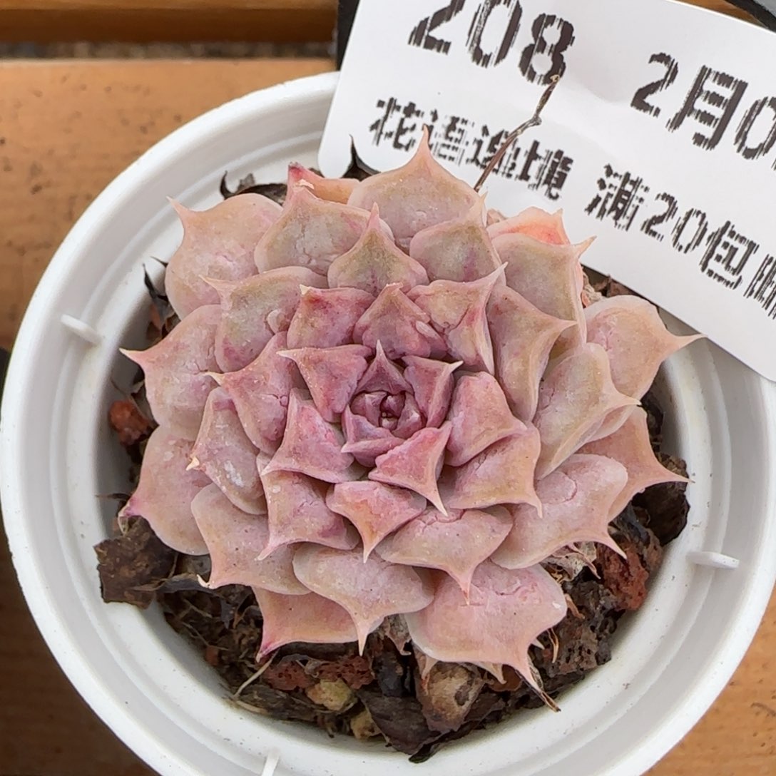 花语逸镜0203-208