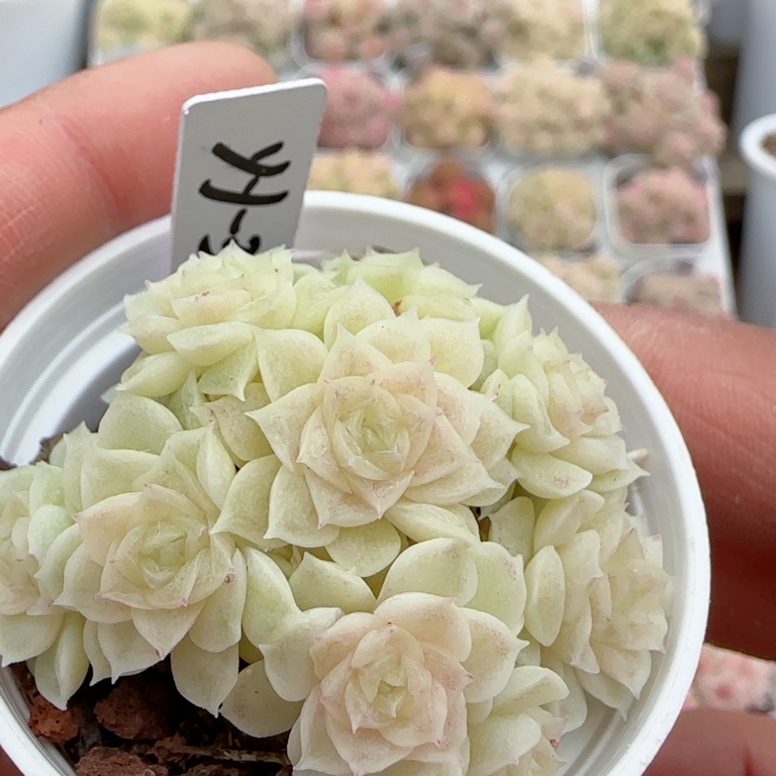 【闪购商品】0128-89（yy-3）