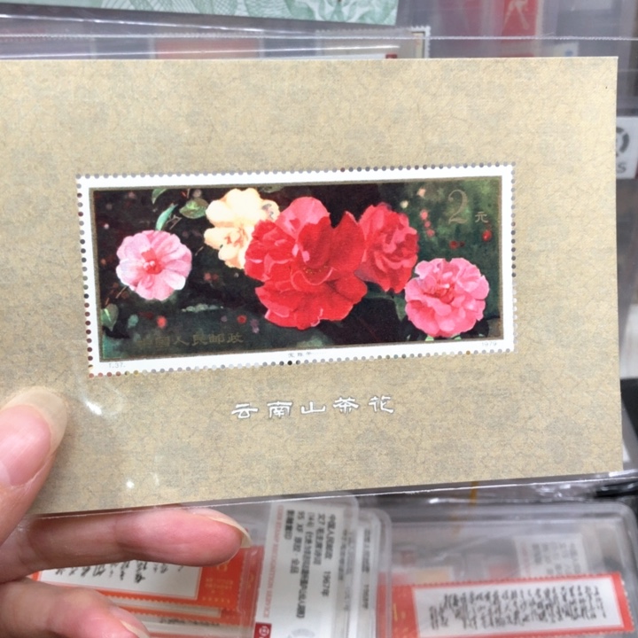 T37M云南山茶花邮票原胶全品裸票