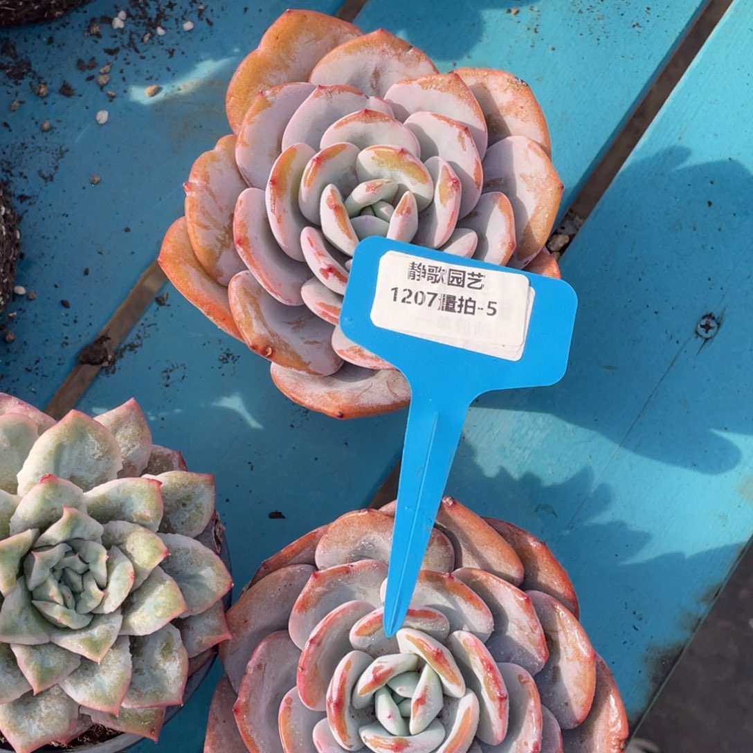 1207-5-韩版奶茶老桩大单头模特