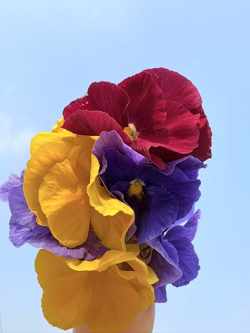三色堇盆栽花卉蝴蝶花冬日小精灵耐寒庭院种植