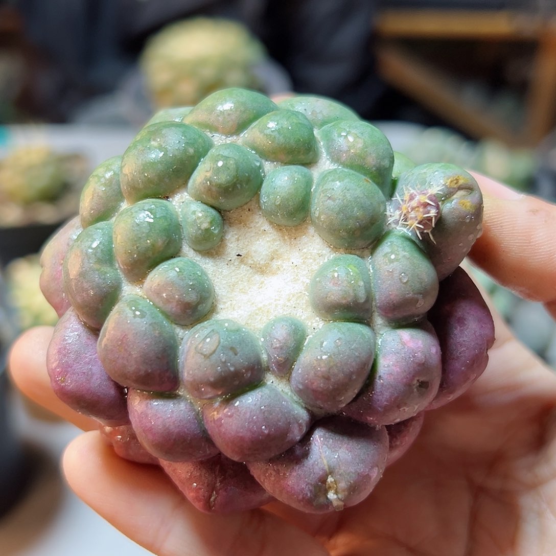 晚15号自根紫肌蜘蛛眼6.8公分