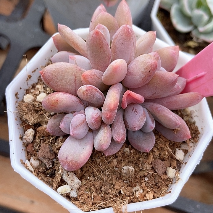 多肉植物灰姑娘1691