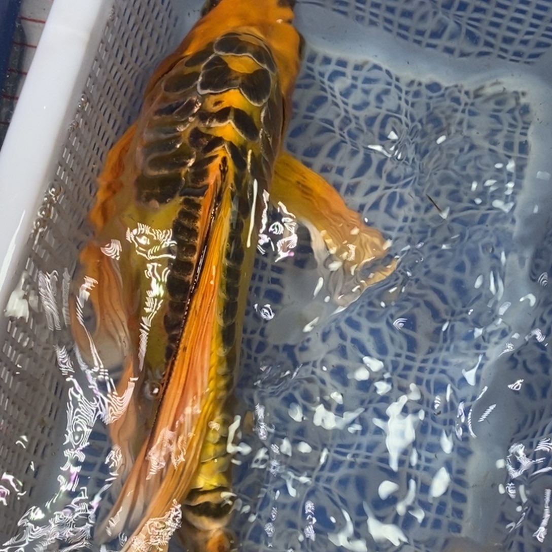 锦鲤冷水锦鲤包邮