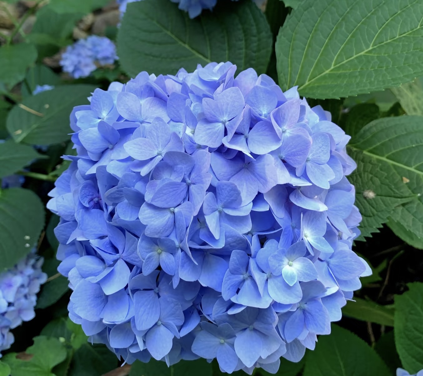 【大海蓝】大海蓝蓝色大花绣球 花期超长阳台庭院盆栽地栽 1加伦