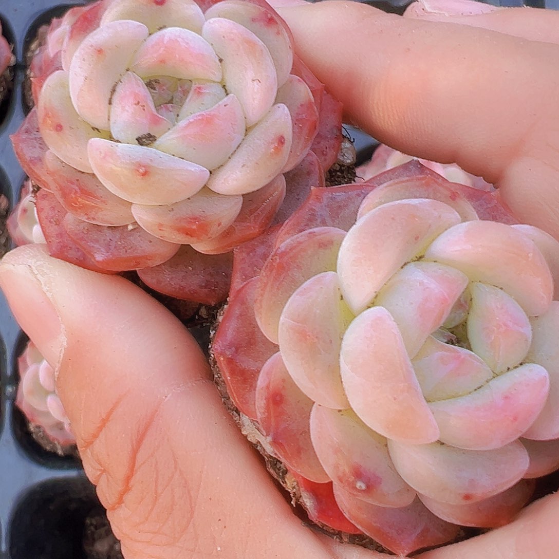 朱砂珍妮3颗19包邮