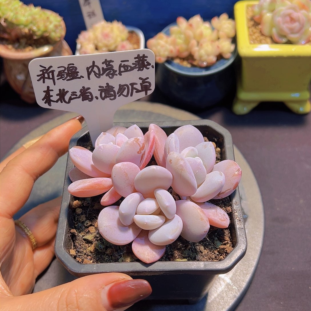 粉兔，裸根发货……