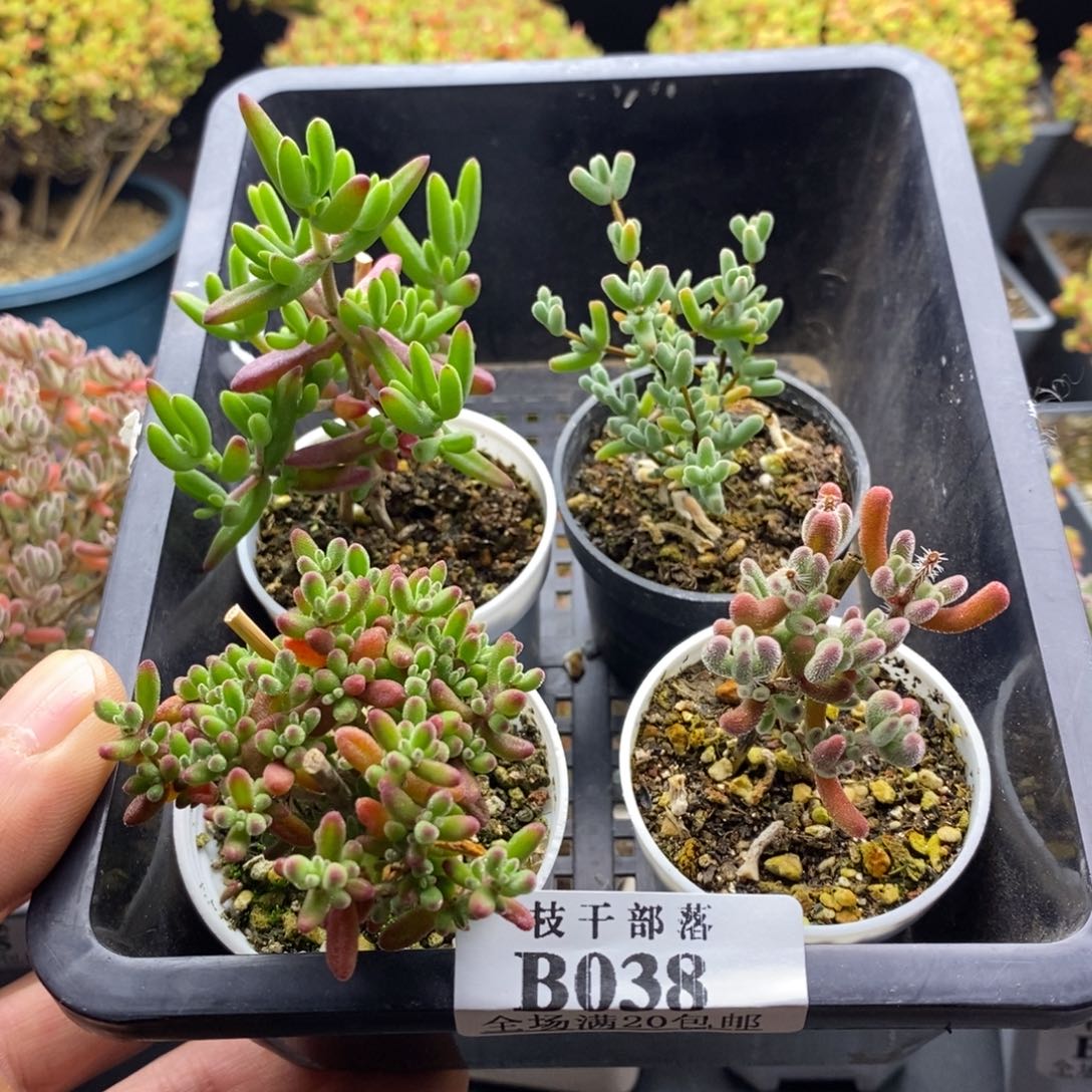 鹤***酲福利套餐038。        