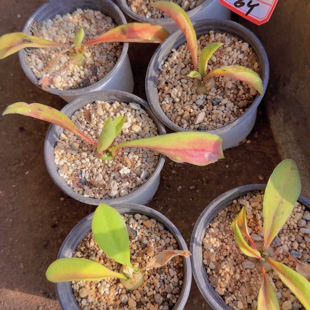 有***、块根植物块根植物