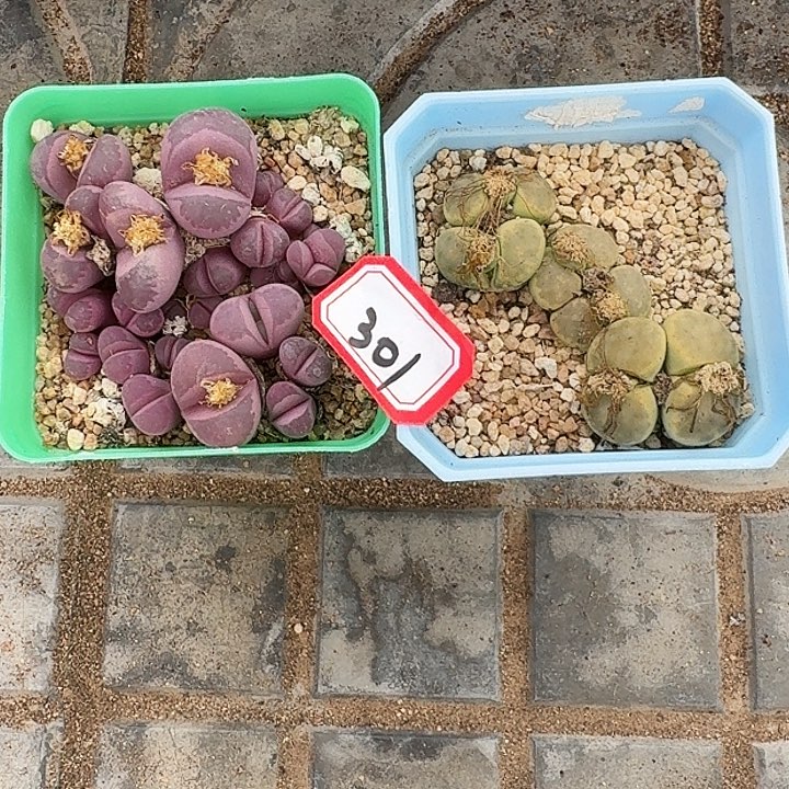 生石花11111。     301裸根